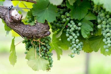 Thistle Hill Guesthouse