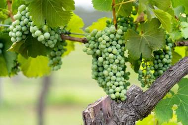 Thistle Hill Guesthouse