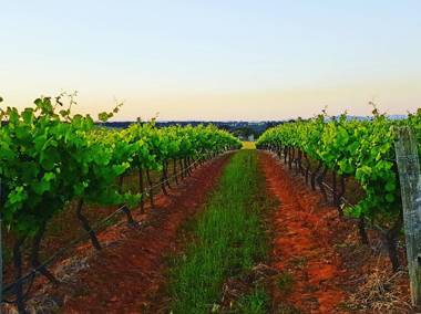 Red Door Collective - RDC Estate