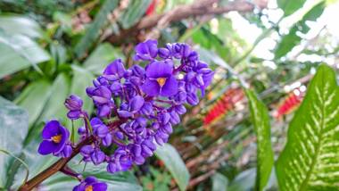 Birds 'n' Bloom Cottages