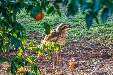 Birds 'n' Bloom Cottages
