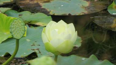 The Gatehouse at Villa Raedward