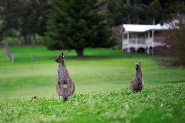 Barn Hives Yallingup
