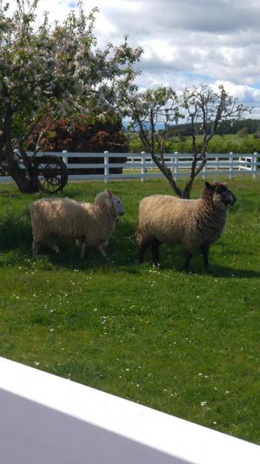 Little Sunnyside Accommodation