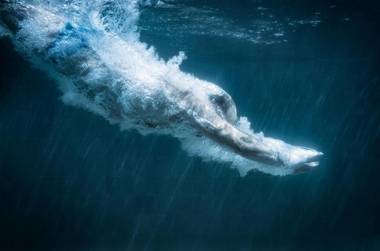 The Blue Hotel Bondi