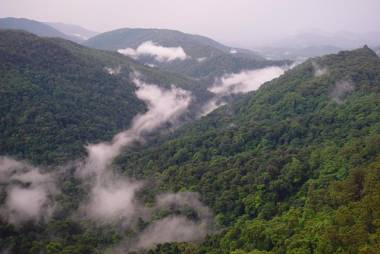 Springbrook Lyrebird Retreat