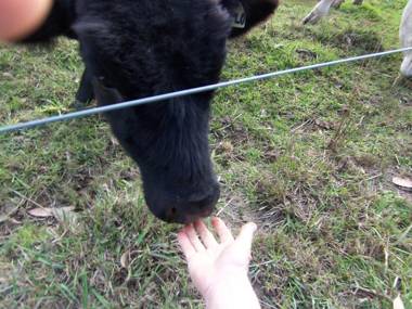 Pelican Point Sanctuary