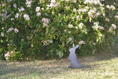 Mulberry Cottage Unique B&B Accommodation