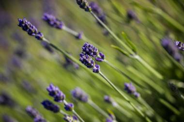 Charles Reuben Estate