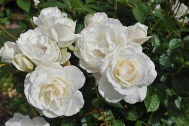 The Mill House Cottage