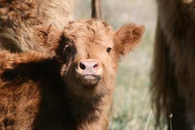 Lakeview Luxury Retreat