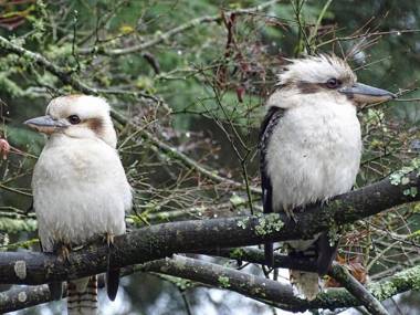 Woolrich Historic Garden Accommodation