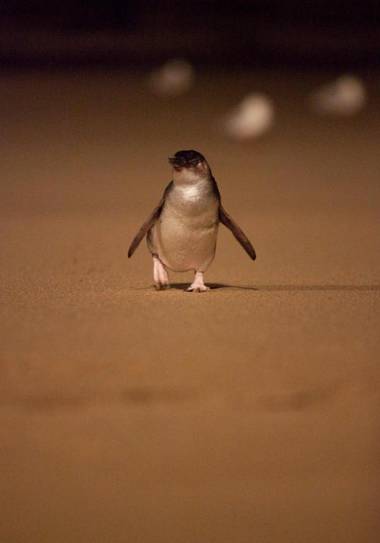 Ingenia Holidays Phillip Island