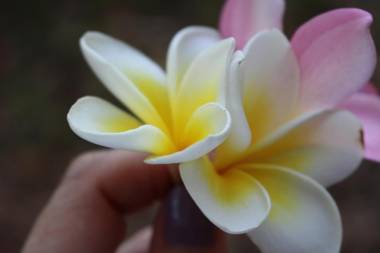 Silk Pavilions Glamping