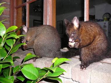 Wind Song Bed & Breakfast