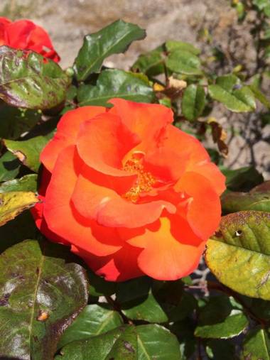 Salty Air Apartments Kingscote Kangaroo Island