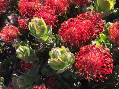 Salty Air Apartments Kingscote Kangaroo Island