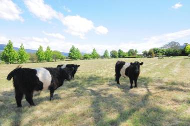 The Dairy - Kangaroo Valley