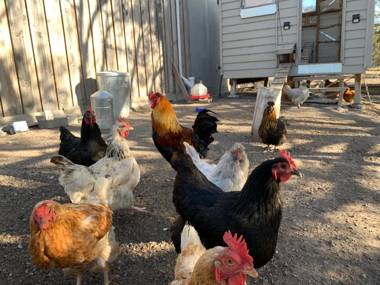 Rural Retreat near Hobart with Mountain View