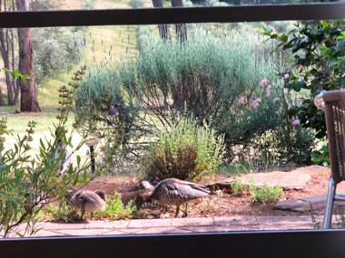 Countryside Retreat romantic tranquil native wildlife Hepburn - Daylesford