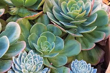 Healesville House - Magnolia House