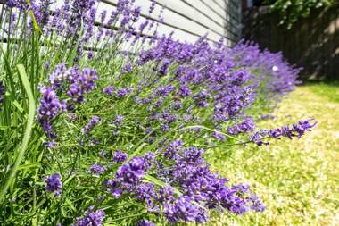 Views On Montpellier