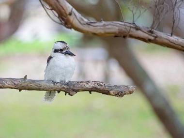 1 'Intrepid' 3 Intrepid Close - Amazing views of Shoal Bay only 100m from the Beach