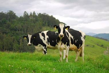 The Ridge Gloucester