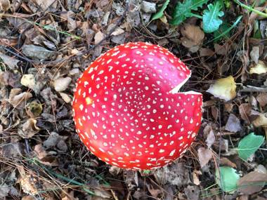 Green Gables B&B Anne loves Paris