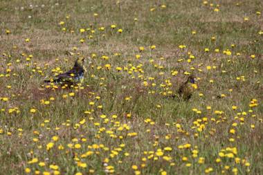 Green Gables B&B Anne loves Paris