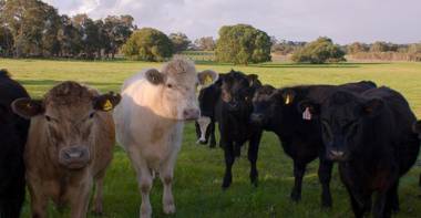 Silversprings cottages