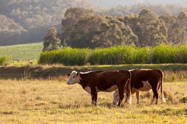 Forrest Hills Ridge - Pokolbin Farm Stay