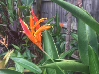 Balmoral Queenslander