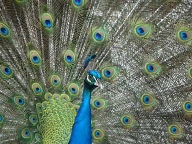 Horseshoe Bay Resort