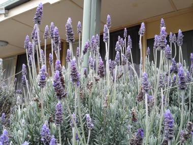 Ballarat Eureka Lodge Motel