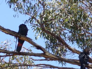 Wanderers Rest Of Kangaroo Island