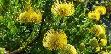 Albany Holiday Units