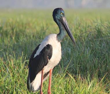 Corroboree Park Tavern