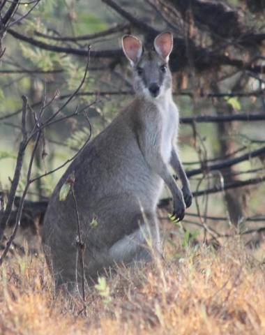 Corroboree Park Tavern