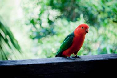 Mt Glorious Getaways