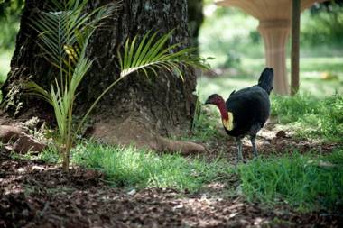 Mt Glorious Getaways