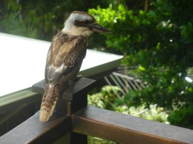 Daintree Holiday Homes - La Vista