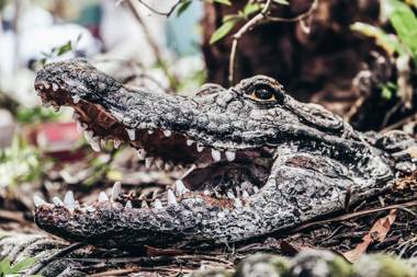 Cool Bananas Backpackers