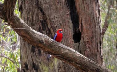 Emerald Star Cottages