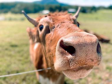 Seven Peaks Farm Stay