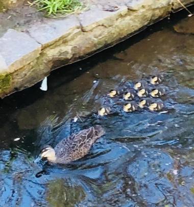 Aldgate Creek Cottage Bed and Breakfast