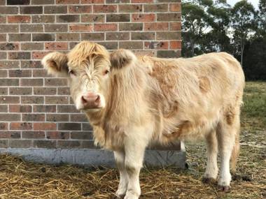 The Woods Farm Jervis Bay