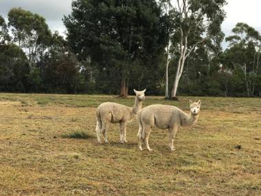 The Woods Farm Jervis Bay