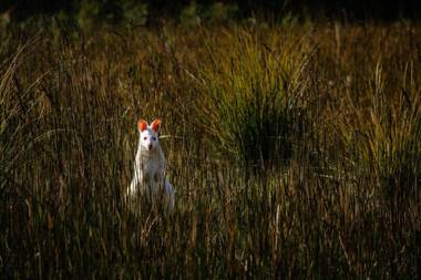 Adventure Bay Retreat Bruny Island