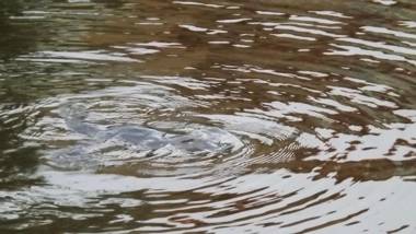 Penguin Seaside Homestay